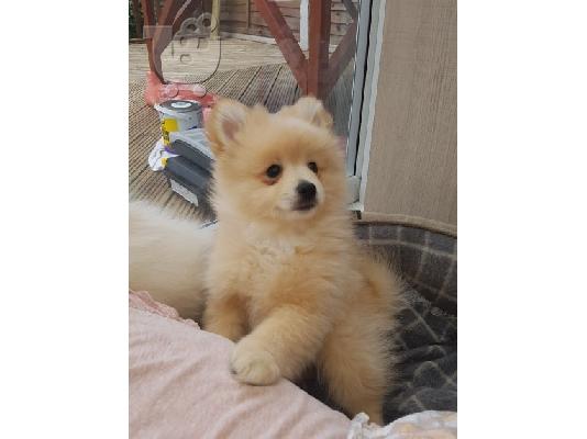 Πώληση Pomeranian σκύλοι και κουτάβια